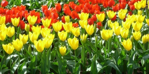 Kako uzgajati tulipane iz sjemena kod kuće